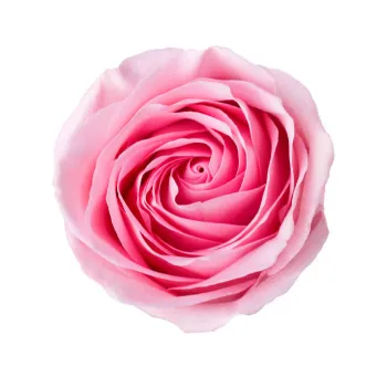 Pink Rose 